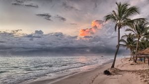 a beach with palm trees and a body of water